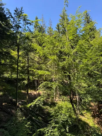 Prodej lesa, Krásná, 3677 m2