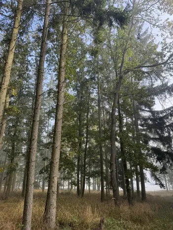 Prodej lesa, Hromnice, 12972 m2