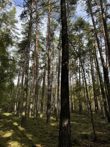 Prodej lesa, Hromnice, 12972 m2