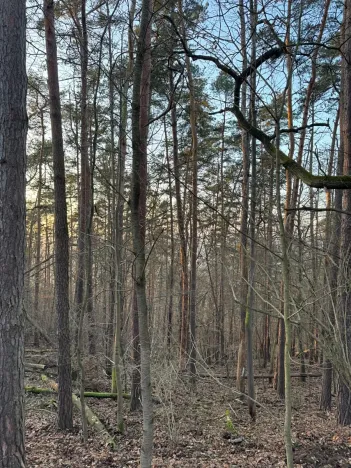 Prodej lesa, Lštění, 4810 m2