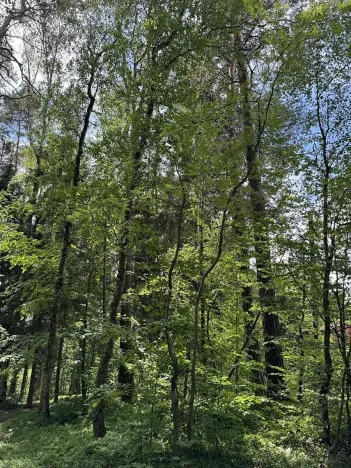 Prodej lesa, Úpice, 7765 m2