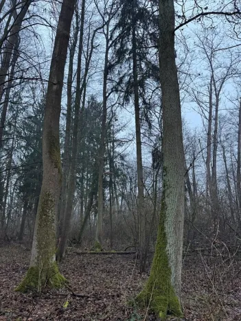 Prodej pozemku, Třebechovice pod Orebem, 14875 m2