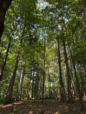 Prodej podílu lesa, Liberk, 5585 m2