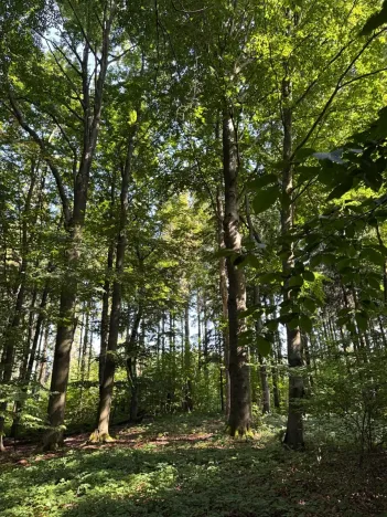 Prodej podílu lesa, Liberk, 5585 m2