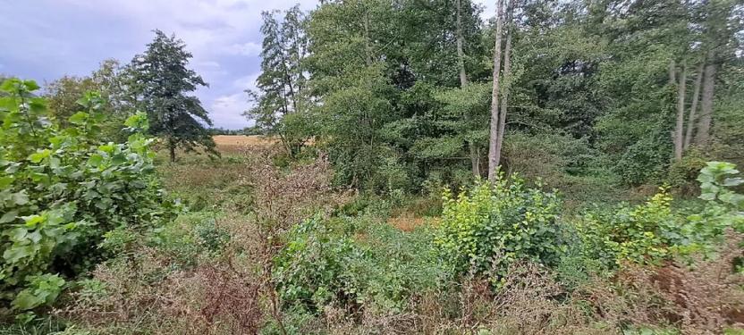 Prodej zahrady, Borek, 3737 m2