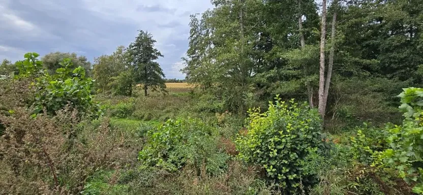 Prodej zahrady, Borek, 3737 m2