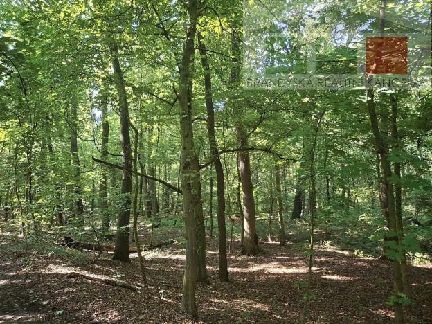 Prodej lesa, Přerov nad Labem, 7889 m2