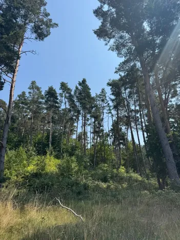 Prodej podílu lesa, Volenice, 3827 m2