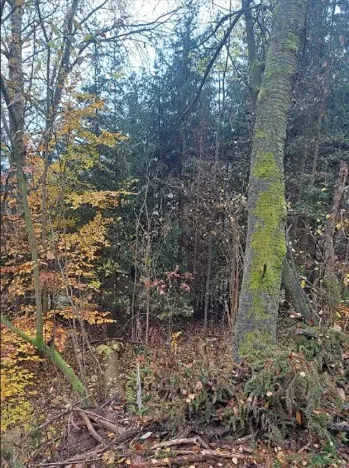 Prodej podílu lesa, Stará Paka, 2755 m2