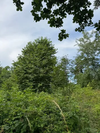 Prodej lesa, Temelín, 6256 m2