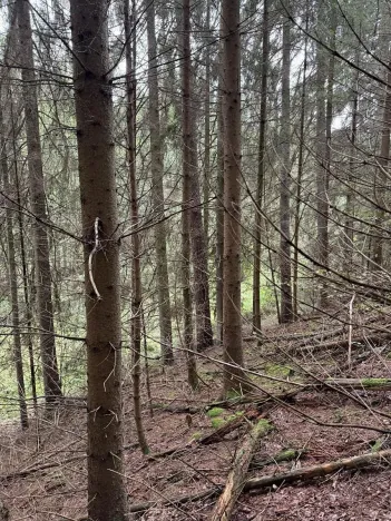 Prodej pozemku, Slavče, 13051 m2