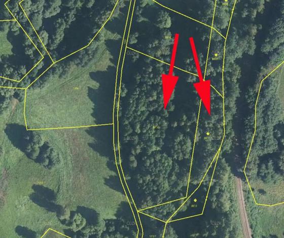 Prodej lesa, Bernartice, 9502 m2