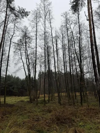 Prodej pozemku, Veliny, 50855 m2