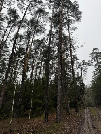 Prodej pozemku, Veliny, 50855 m2