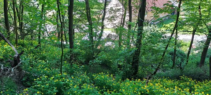 Prodej pozemku, Bechyně, 7030 m2