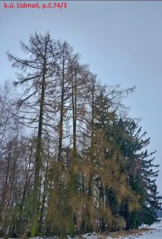 Prodej lesa, Lidmaň, 297 m2