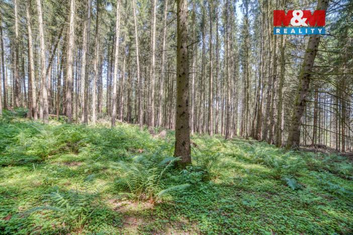 Prodej lesa, Močerady - Nové Dvory, 6098 m2