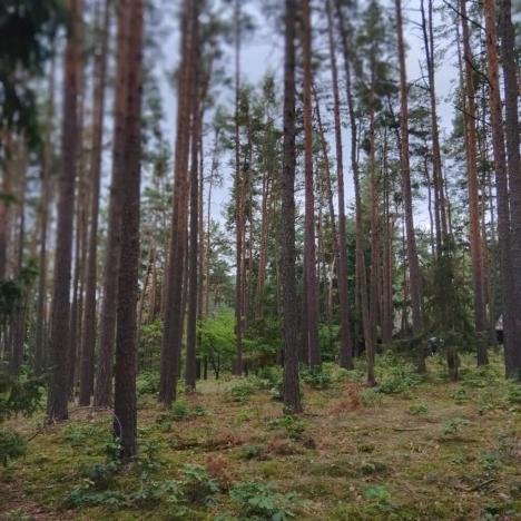 Prodej lesa, Nečín, 14980 m2