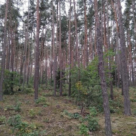 Prodej lesa, Nečín, 44533 m2