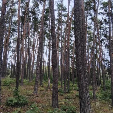 Prodej lesa, Nečín, 44533 m2