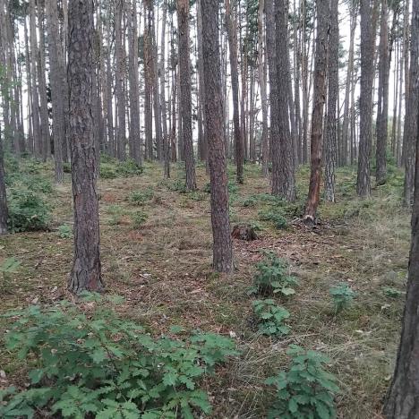 Prodej lesa, Nečín, 44533 m2