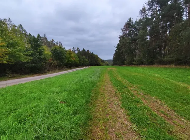 Prodej lesa, Nečín, 44533 m2