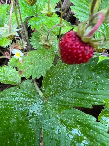 Prodej rodinného domu, Dobřejovice, Nad Mlýnským Rybníkem, 180 m2