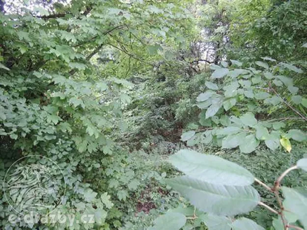 Dražba lesa, Kladno, 2465 m2