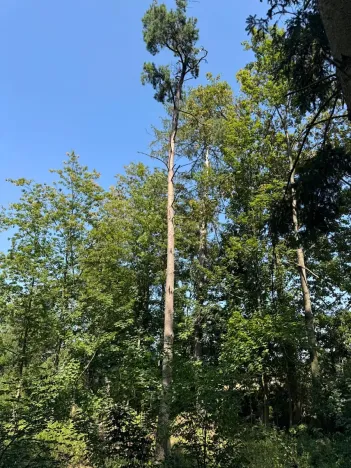 Prodej lesa, Bolehošť, 3558 m2