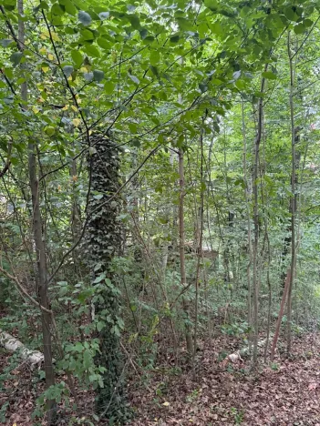 Prodej lesa, Krňany, 11304 m2