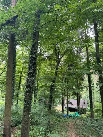 Prodej lesa, Krňany, 11304 m2