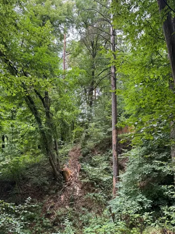 Prodej lesa, Krňany, 11304 m2