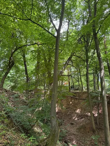 Prodej lesa, Krňany, 11304 m2