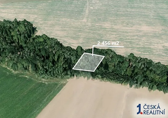 Prodej lesa, Katusice, 2456 m2