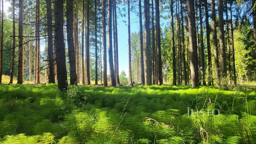 Prodej lesa, Horažďovice, 11833 m2