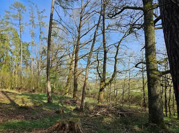 Prodej lesa, Neurazy, 727 m2