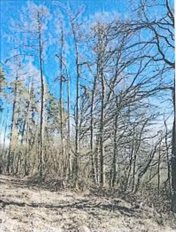 Prodej lesa, Neurazy, 727 m2