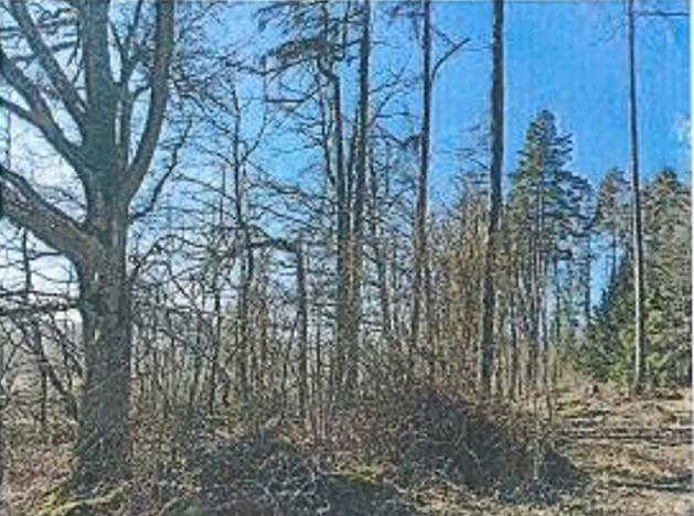 Prodej lesa, Neurazy, 727 m2