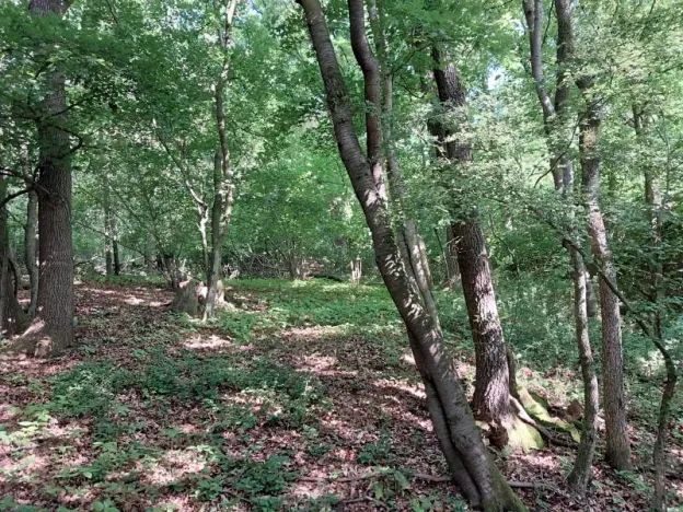 Prodej lesa, Nivnice, 34650 m2