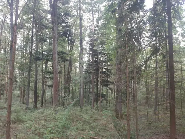 Prodej lesa, Bohuslavice, 11442 m2