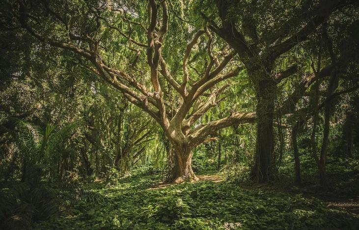 Prodej lesa, Nučice, 10985 m2