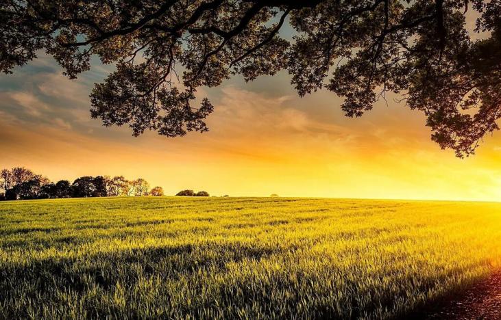 Prodej podílu pole, Starý Jičín, 1507 m2