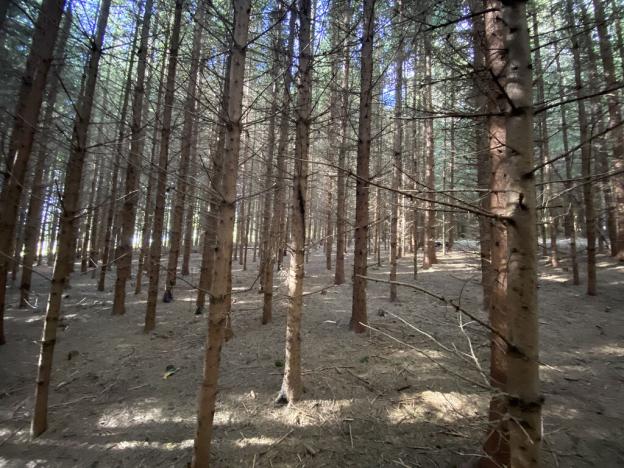 Prodej lesa, Lánov - Horní Lánov, 12297 m2