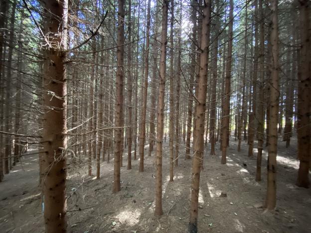 Prodej lesa, Lánov - Horní Lánov, 12297 m2