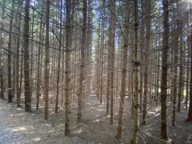 Prodej lesa, Lánov - Horní Lánov, 12297 m2