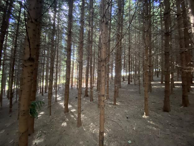 Prodej lesa, Lánov - Horní Lánov, 12297 m2