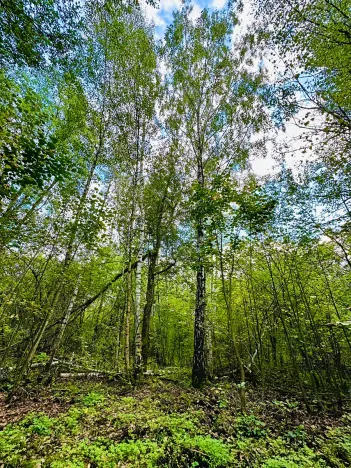 Prodej pozemku pro bydlení, Luštěnice, 9368 m2