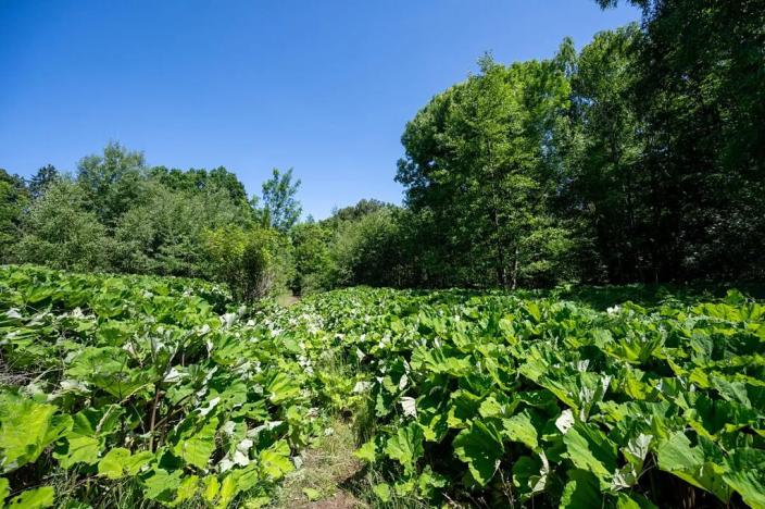 Prodej pozemku pro bydlení, Choustník, 114846 m2