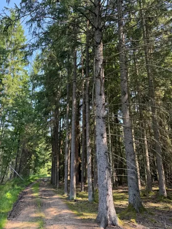 Prodej lesa, Mladošovice, 12064 m2