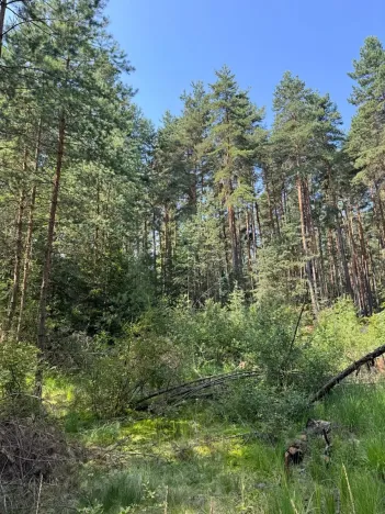 Prodej lesa, Mladošovice, 12064 m2